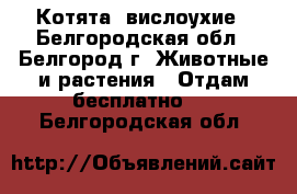 Котята  вислоухие - Белгородская обл., Белгород г. Животные и растения » Отдам бесплатно   . Белгородская обл.